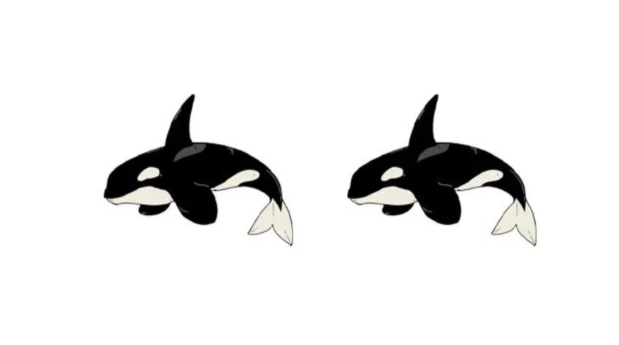 Acrylic Stud Earrings - Cartoon Killer Whale 1.5cm Light